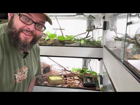 Feeding Day at CrossStar Reptiles | Ball Pythons in Action