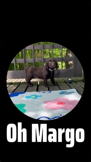 Margo the Field Spaniel Puppy’s First Steps! 🐾 #FieldSpaniel #CockerSpaniel #puppy