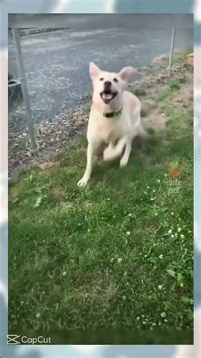 Do you like moving objects?