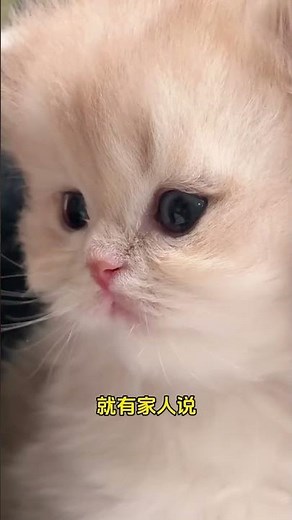 Cats Big vs Small: Who Looks Cuter 😍