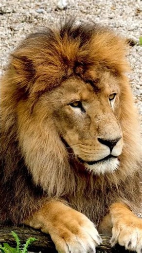 Lions are AMAZING #shorts #animals