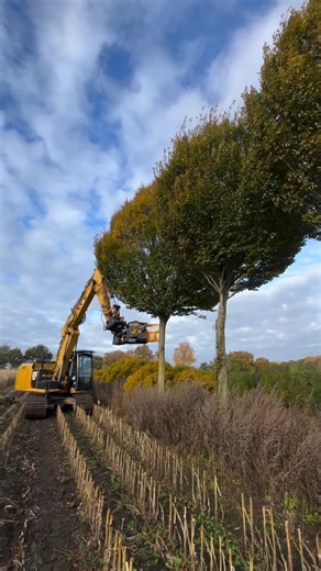 TMK 400 Next Gen getting work done in Germany! 🤩 🎥: Riedelsberger Baumaschinen GmbH / HPV-Deutschland #treeshear #machinery #catexcavator #forestrymachines #treecutting #forestry #excavator | TMK Machinery
