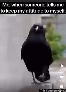Funny crow🥰 | Crow Family