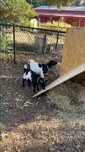 Why Are Pygmy Goats So Cool?