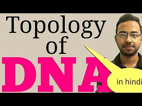 Topology of DNA | DNA supercoiling explained | DNA Topology: Linking Number Twist Writhe
