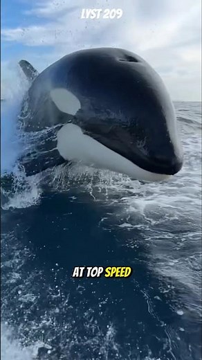 How fast can killer whales swim at top speed?. #orca #killerwhales #whale #animals