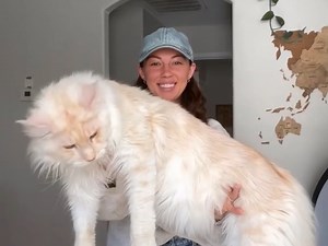 见过这么大的猫咪吗？大型缅因库恩猫