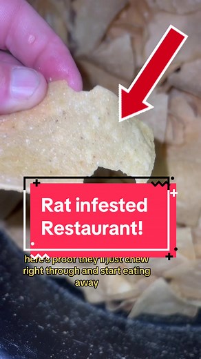 How to get rid of a rat infestation in a restaurant! #restaurants #rats #ratinfestation #pestcontrollers