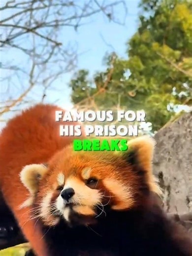 This Red Panda Keeps Escaping… But Always Fails 😂🐼