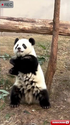 AI Panda Dance Challenge 🐼💃 | Cute Panda Dancing Like a Pro