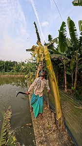 Funny banana part (851) 🍌😱 #shorts #viral #bananna #satisfying #farming #shortvedios #bananacutting #reels #viralreels | Banana bd