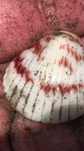 This beach has shells EVERYWHERE #relaxing #satisfying