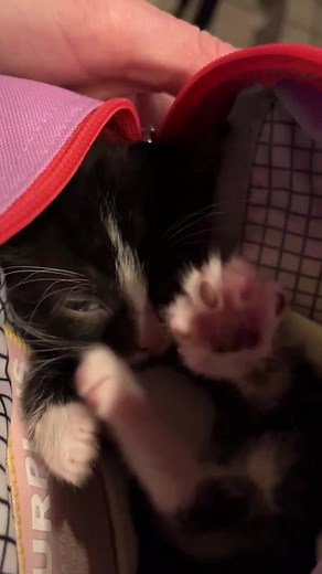 Skippy is sleepy #skippyjon #eepy #sleepy