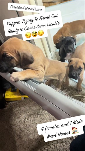 Puppie Breakout Attempt #fyp #positivity #greatdane #puppy #greatdanesoftiktok