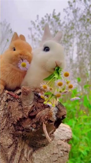 Angora guinea pig hamster #Angora #GuineaPig #Hamster