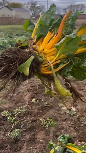 How do you save seeds from biennial crops in cold climates? Biennials, such as Swiss chard, are crops that take two growing seasons to produce seeds. Typically these crops are left in the field to overwinter until spring when they resume growth. However, here at Heritage Farm (Zone 4b) it gets too cold to successfully overwinter biennials outdoors, so we dig them up and store them inside our root cellar until spring. Watch this video to learn how we prepare first-year Swiss chard for storage! Fi