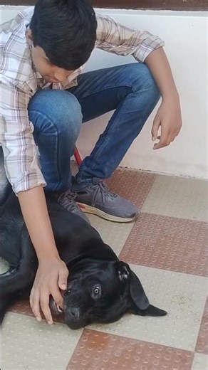 Barbie The Cane Corso female massage