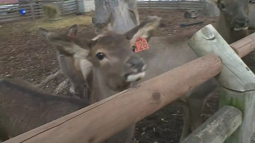 Holiday Lights at Grant’s Farm