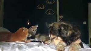 Mama Juniper, Papa Moose, and Baby Fig 💕☁️ | Juniper Fox