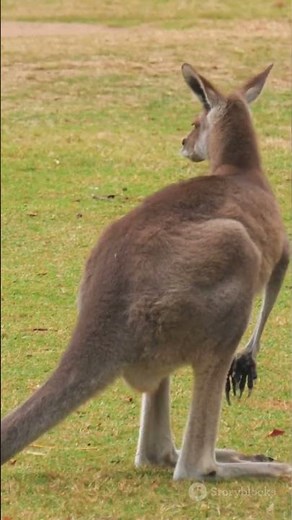 Kangaroo Speed: The Hopping Marvel!