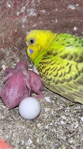 Budgies breeding tips❓ #birds #budgies #parrot #budgie #budgielovers #lovebirds #budgieshorts #viral