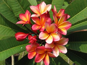 Plant Doctor: Don’t mess with success when it comes to controlling rust fungus on plumeria