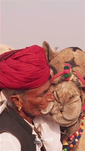 धोरा धरती राजस्थान 📍❤️ #rajasthan #rajasthani #travel #rajasthaniclture