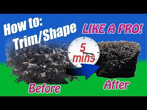 IN 5 MINUTES How to trim / prune overgrown bushes or shrubs like a PRO ( shhh.. it's a secret )