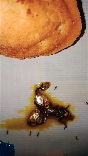 semut kerjaannya manisan terus #shorts