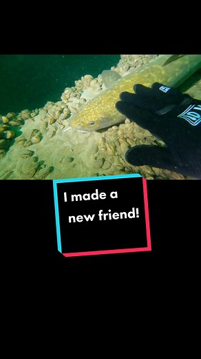 Modern Diver Channel on TikTok