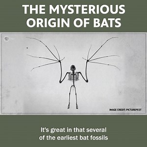 The Mysterious Origin Of Bats 🦇 | Eons • PBS