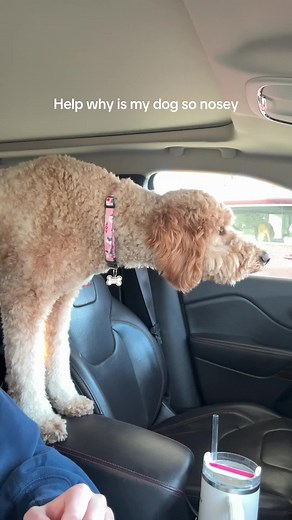 Understanding Your Nosey Golden Doodle's Behavior