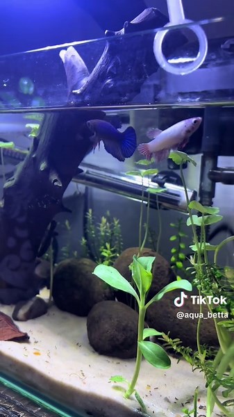 Truques Para Cuidar de Peixes Betta