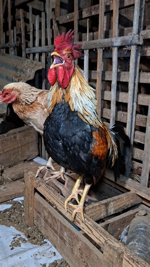 The rooster crowed as if it were laughing. #ayam #chicken #rooster