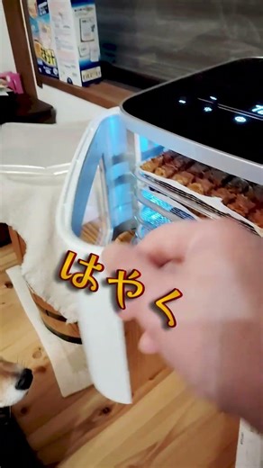 【犬用おやつ】神家電で作った無添加ジャーキー！愛犬の反応がヤバすぎた🐶🥩 #shorts #柴犬 #フードドライヤー