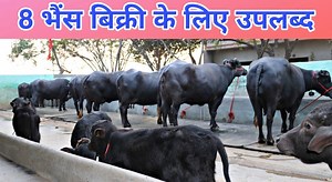 6.3K views · 441 reactions | 8 Buffaloes available for sale at Sahyog Dairy Farm, Near Hisar | Sansaniwal Dairy Farm | Facebook