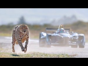 עשר החיות הכי מהירות בעולם┃ טופטן