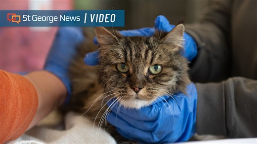 ‘Miracle’ cat recuperating after surviving fall that killed couple in Bryce Canyon National Park