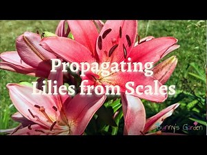 Propagating Lilies from Scales - Get Free Plants!