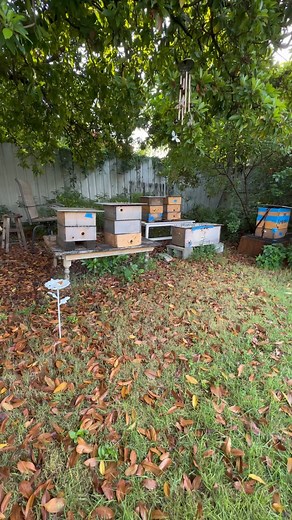 Sad or not sad? For humans it’s sad, and I love that in us. Cultivating compassion for small things is lovely. For bees, I feel it’s part of being the collective hive, both individual and collective, and always for the well being of collective. #bees #collective #biene #abejas #abeja #bee #beekeeping #collectivesoul #beekeeping #retired #beesareamazing #selflessaction #selfless #wholeness #learnfrombees | Beelightful Bee Company