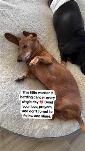 This little warrior is battling cancer every single day 💔 Send your love, prayers, and don’t forget to follow and share. #DogWithCancer #CancerWarrior #PrayForDogs #FurryFighter #PetCancerAwareness #BravePup #SaveThePups #PawsOfHope #FollowAndShare #LoveForDogs #PetCareAwareness #DogHealing #CancerAwareness #HopeForPups #InnocentSouls #PuppyPrayers #FightAgainstCancer #SupportAnimals #HeartfeltPaws #NeverGiveUpPup | Stories of USA