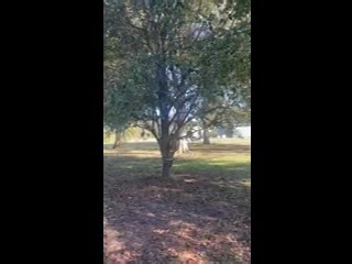 Painters King Tut! | Who Dat feist