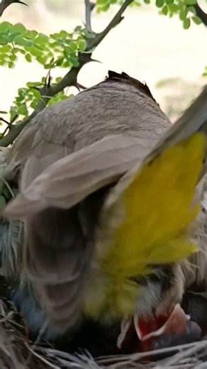 Himalayan bulbul bird beautiful babies (p 3) #shorts