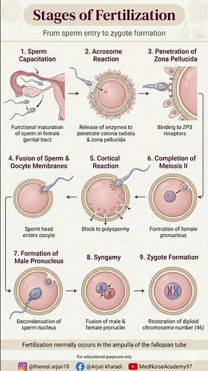Stages of Fertilization Explained | Human Reproduction Made Simple