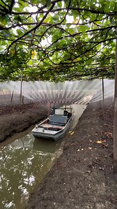 126K views · 1.2K reactions | Begini Kebun anggur di Thailand #pertanian #tipsberkebun #grapes #trikpintar #fyi #reels #viral #outdooractivities #ScenicViews #outdooractivity #farmfresh #gardening #personalgrowth #empowerment #personaldevelopment #familyfriendly #resilience | Kodam Grow | Facebook