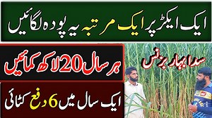 Super Napier Grass Business In pakistan 2021 waqar: 03030831628 #Super Napier #NapierSeed #NapierBusiness In This Video We are At Multan In the Field Of Super Napier. Super Napier Grass is one of The Most Popular grass In Pakistan. As We Know That Pakistan Is Agriculture Land So It is Necessary To know about the knowledge about all the agriculture Business. If You like These Types of Videos Then Harmly subscribed This channel. if You Want to advertise your business then Contact us on our whatsap