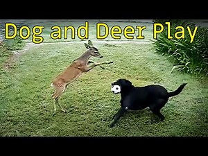 Dogs and Deer | Amazing Playful Interactions