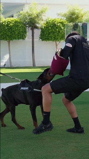 Visiting Max in Marbella for some top up training! What a top doberman. #protectiondogsworldwide