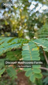 Set out on a journey through Madhuvana Farms, where nature's tranquility meets Hosachiguru's visionary sustainability. Explore over 100 acres of vibrant, expansive farmland, featuring lush mango orchards and a sustainable food forest. Interested in learning more? Call us at 91 7374900900 or email connect@hosachiguru.com for details about our latest projects. 🌳🌄 #Hosachiguru #ManagedFarmland #MadhuvanaFarms #sustainableliving #regenerativeagriculture #permaculture #mango #mangoseason | Hosachig