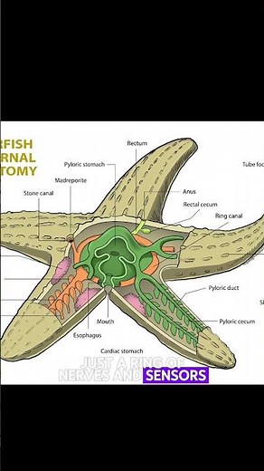 Starfish Live Without a Brain or Blood?! Weird but True Sea Facts!